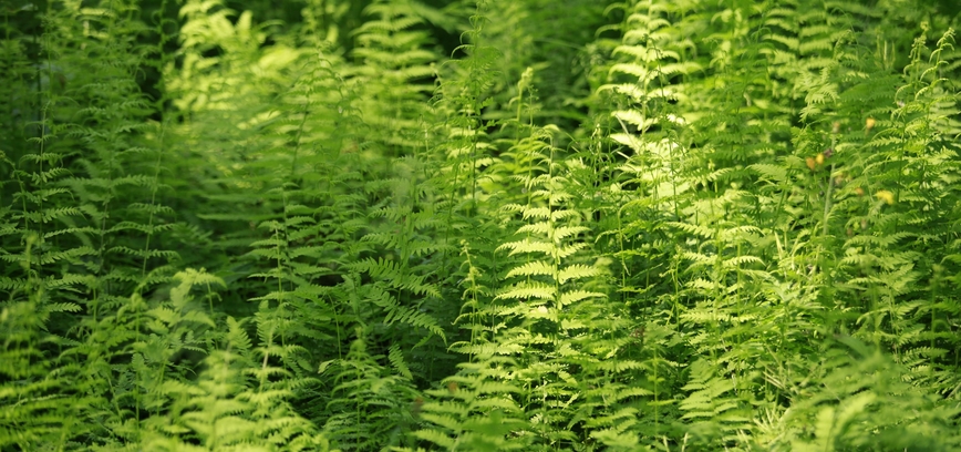 Joninių šventės Ignalinoje