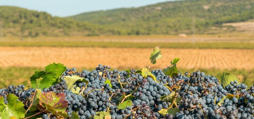 Atvira pažinimo popietė. Kelionė po Prancūzijos vynų pasaulio skonius