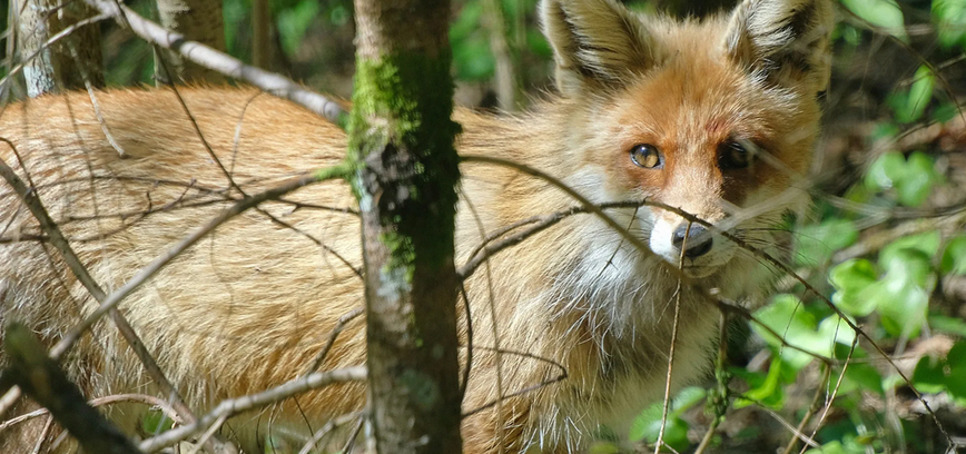 Atraskite laukinę gamtą su gamtininku – patyriminis žygis Paliesiaus apylinkėse