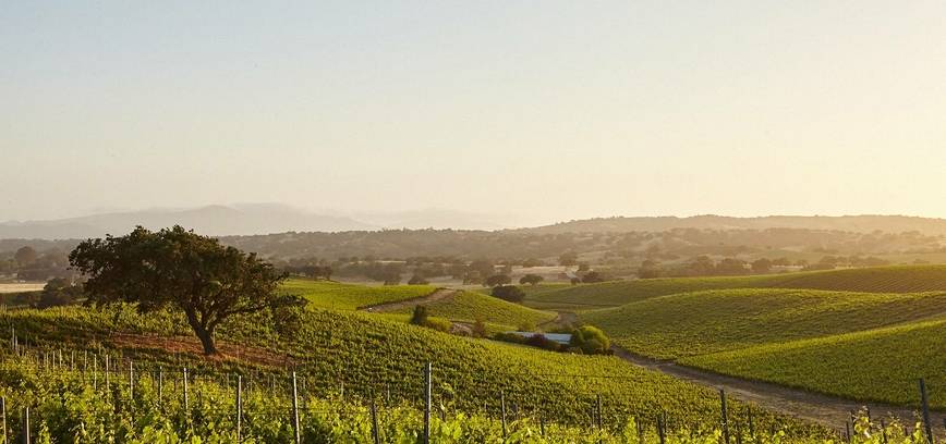 Kelionė po saulėtojo Provanso vynų pasaulį