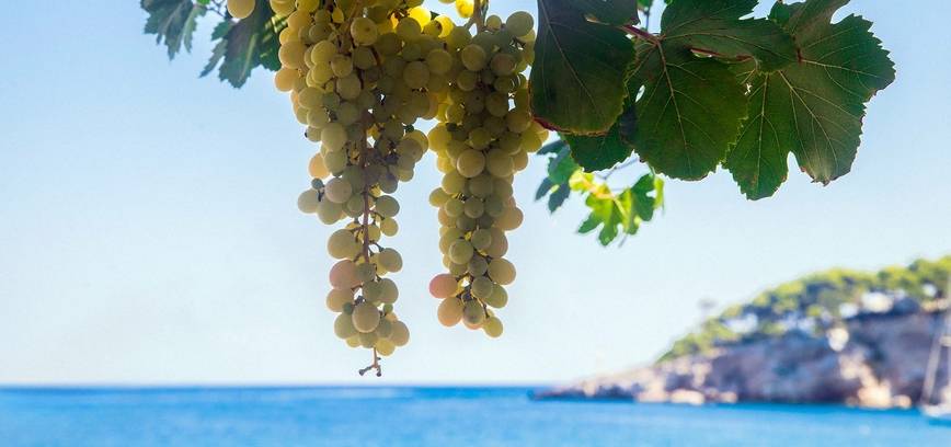 Atvira pažinimo popietė. Kelionė po Prancūzijos vynų pasaulio aromatus ir natas