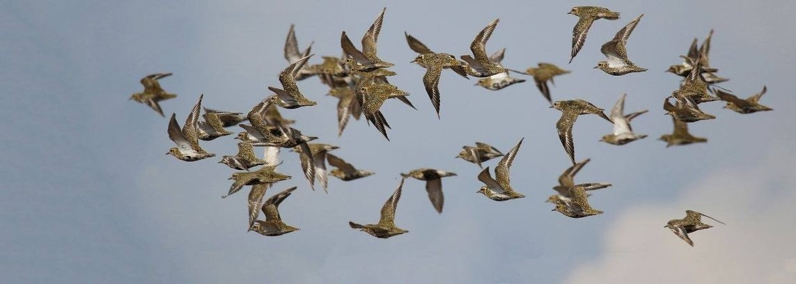 Paukščių palydos Birvėtoj