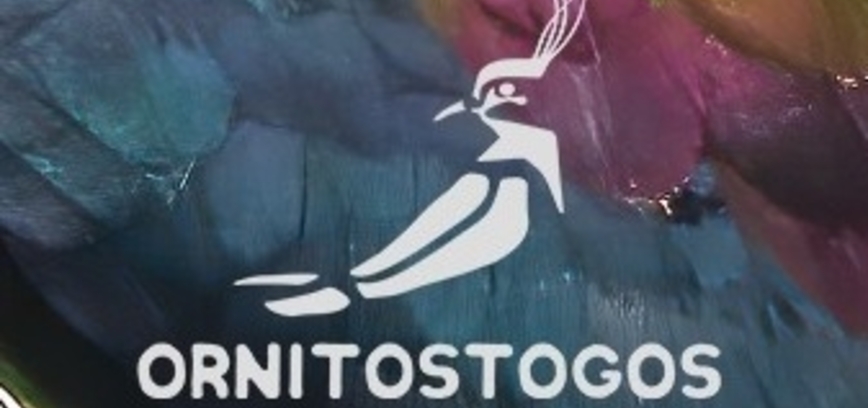 Ornitostogos turas