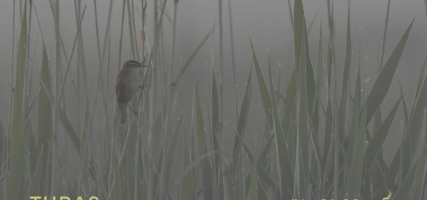 Bird watching tour: Between the lakes - Aukštaitija