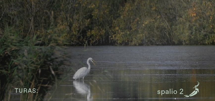 Paukščių palydos Birvėtoje