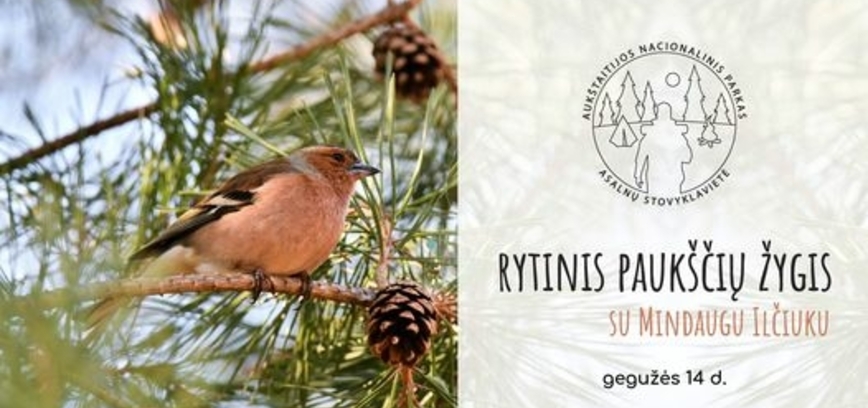 Morning bird hike with Mindaugas Ilčiukas