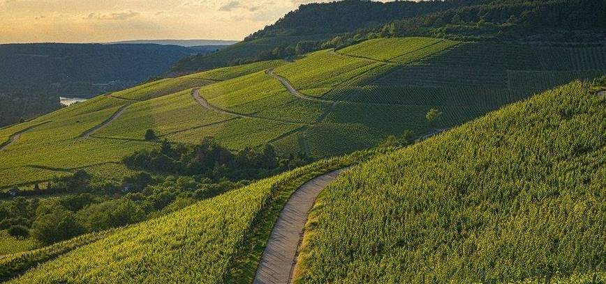 Įvairiapusiškieji Burgundijos baltieji vynai. Pažinimo popietė su gėrimų ekspertu