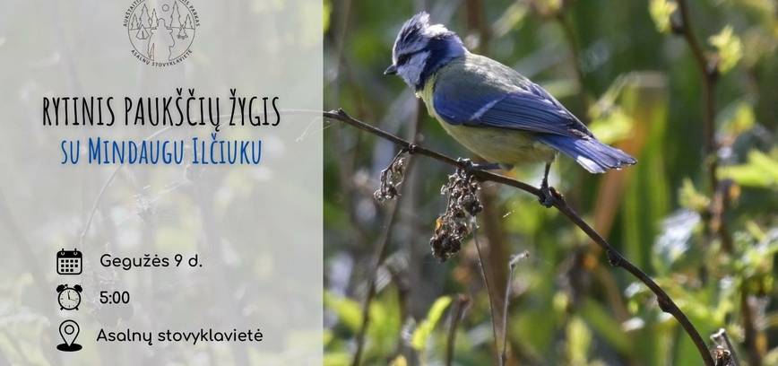 Rytinis paukščių žygis su Mindaugu Ilčiuku