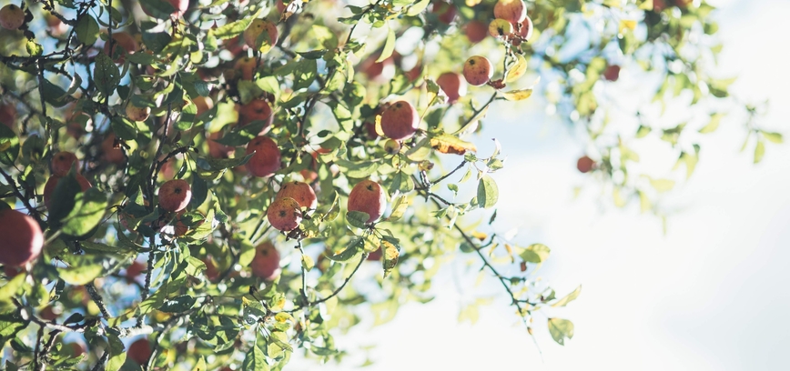 Tarptautinei muziejų dienai skirti renginiai  (Rojaus kaimo 100 metų sukaktis)