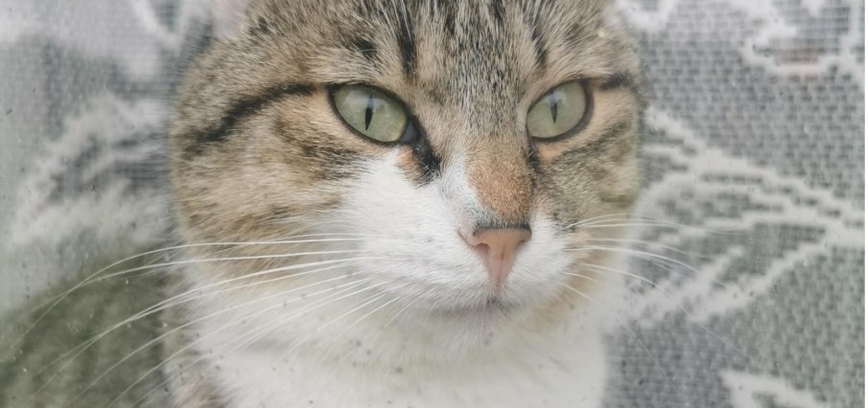 Didžiasalis: renginys „Aš ir mano augintinis“