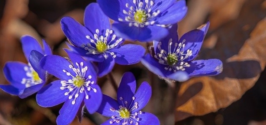 Den Frühling einläuten