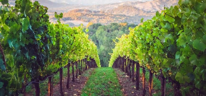 Svečiuose pas baltuosius Ronos slėnio vynus. Atvira pažinimo popietė