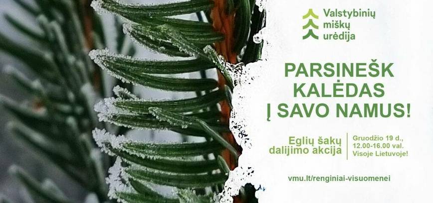 Bus dalijamos eglių šakos