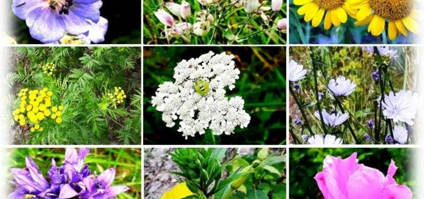 Ritos Gasiukevičienės fotografijų paroda „ATGAL Į VASARĄ. PAKELĖS GĖLĖS“