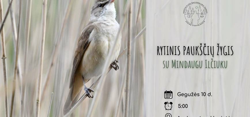 Rytinis paukščių žygis su Mindaugu Ilčiuku (vietų nebeliko) 