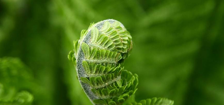 Joninės Ignalinoje ir rajone