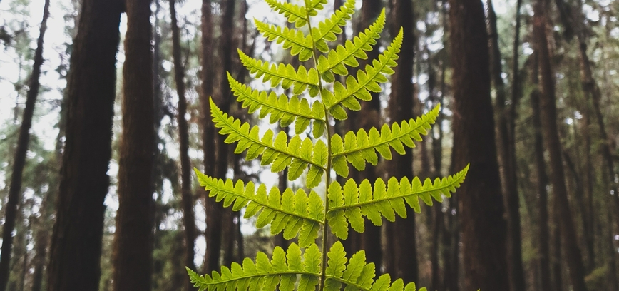 Vasaros gegužinės Taujūnuose ir Kazitiškyje  „Tarp Joninių ir Petrinių“