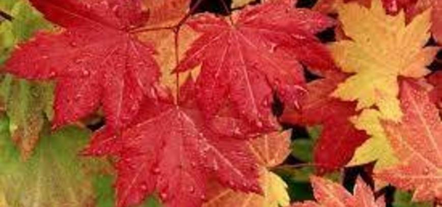 Edukacija „Rudens spalvos“ Mažylių skaitykloje