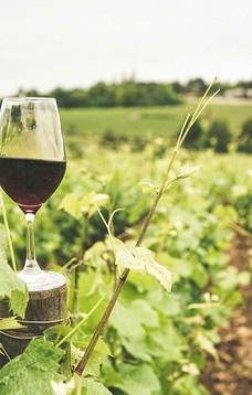 Edukacinė vyno pažinimo popietė: kaip nepaklysti tarp vyno gausos