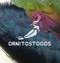 Ornitostogos turas "Tarp ežerų - Aukštaitija"