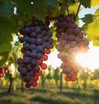 Burgundiškojo vyno pasaulio pažinimas ir atvira popietė su gėrimų ekspertu