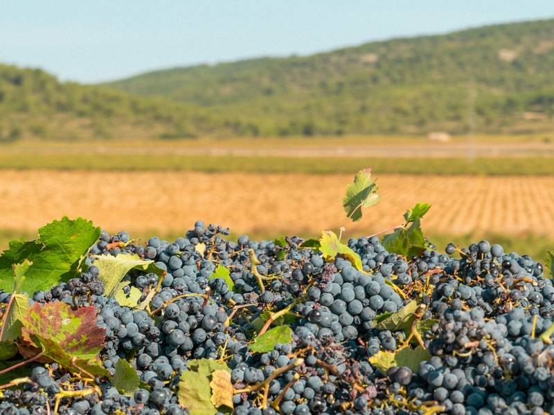 Atvira pažinimo popietė. Kelionė po Prancūzijos vynų pasaulio skonius