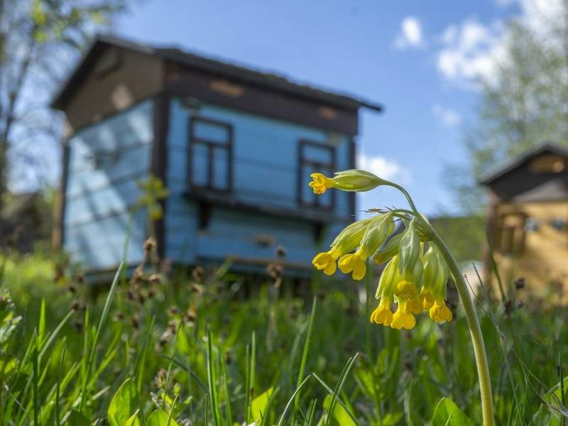 “Bitės dienos talka” Bitininkytės muziejuje