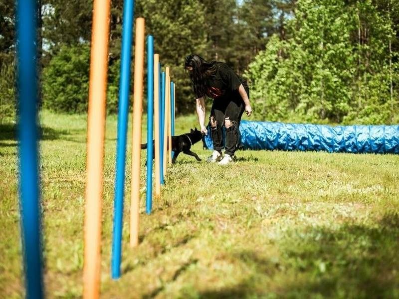 Nemokamas agility renginys su šunimis