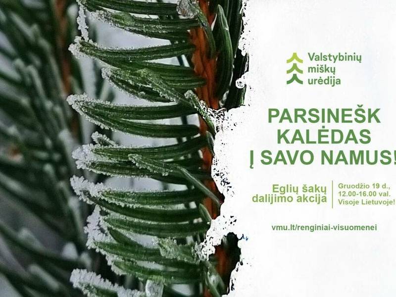 Bus dalijamos eglių šakos