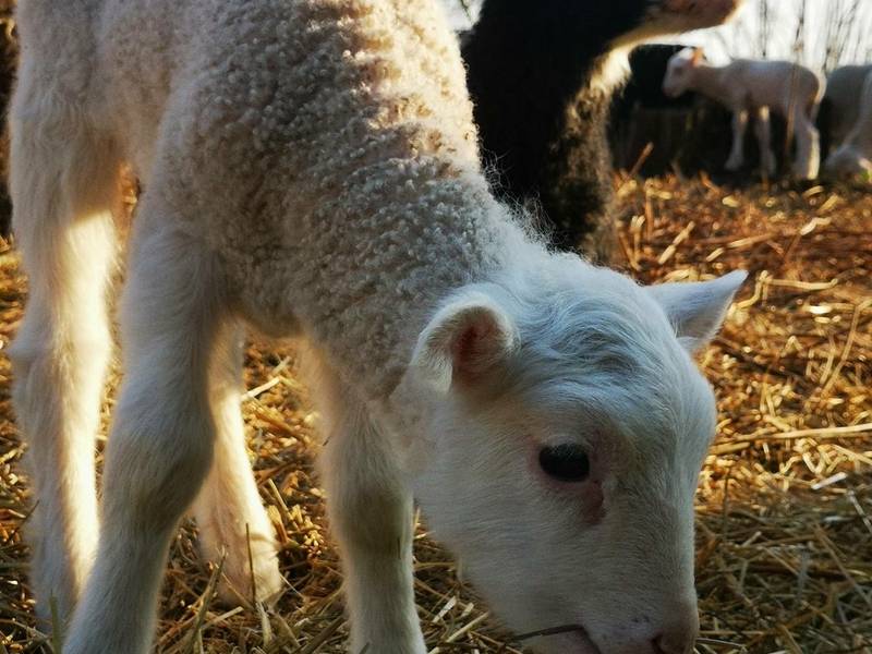 JURGI, ATVERK VARTUS!