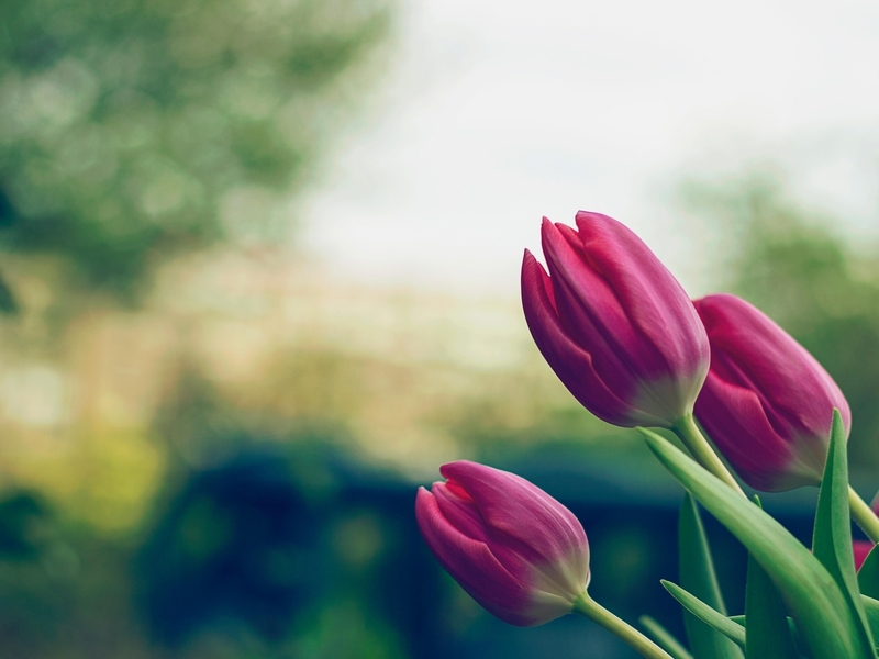 Konzert in Ignalina "Sounding Rings Mom"