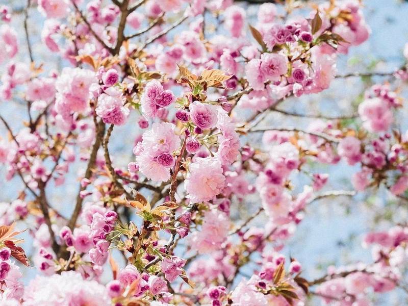 Japoniškų tradicijų popietė Paliesiaus dvare: arbatos ceremonija ir kaligrafija I Žydintis sodas
