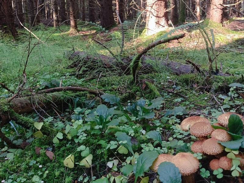 Žygis „Rudens džiaugsmai šeimai“