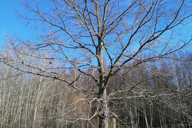 Oak of Signatory Česlovas Kudaba 